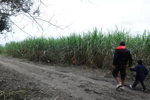 Sospechan que una hierba que se consume como té, habría causado la muerte de una niña