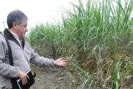Especialistas alertan que el cafetillo es altamente tóxico, tras la muerte de una niña