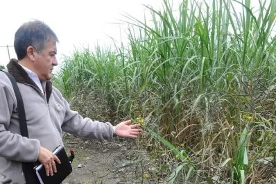Especialistas alertan que el cafetillo es altamente tóxico, tras la muerte de una niña