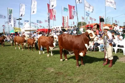La raza Braford presentará la mejor genética