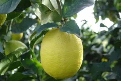 “En general, la fruta en planta es de calidad”