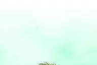 Neymar es feliz en Brasil