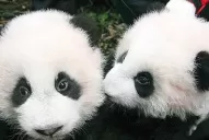 Cachorros de panda pronosticarán los resultados del Mundial
