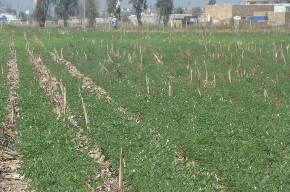 ENFERMEDAD DESTRUCTIVA. El hongo Ascochyta rabiei ocasiona daños severos a la calidad del grano y las semillas. expoagra.com.ar