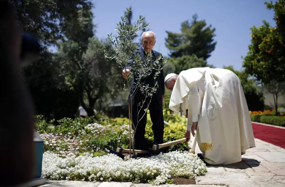 UN OLIVO. Durante su visita a Tierra Santa, el Papa y Shimon Peres plantaron el árbol que simboliza la paz en la residencia del presidente de Israel. reuters