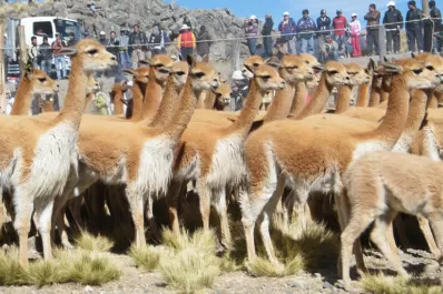 Promueven en la Puna jujeña el uso sustentable de la fibra de vicuñas