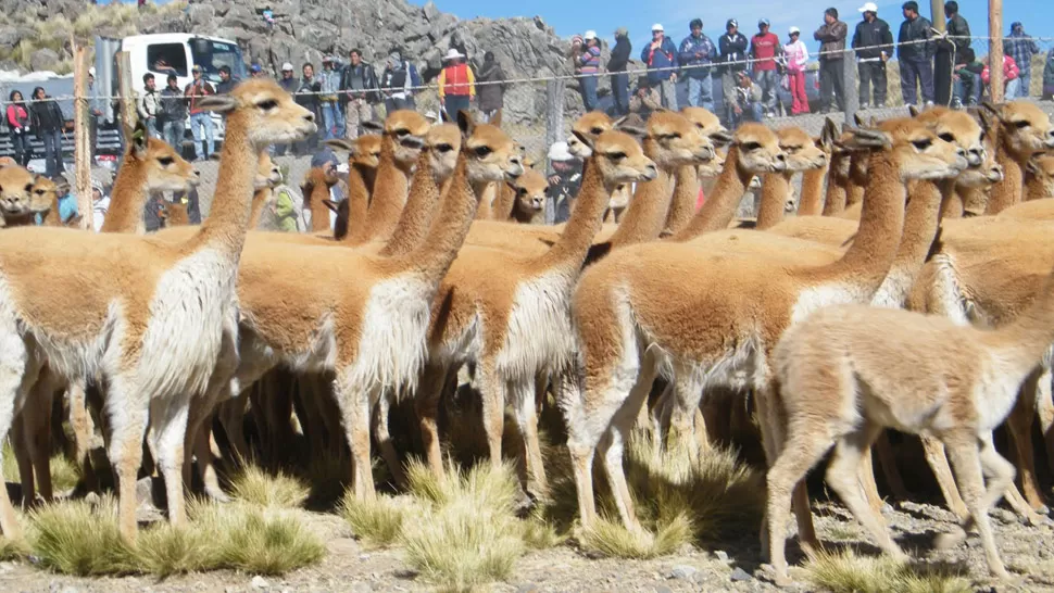 CHACCUS. Con esta práctica antigua se evita que los cazadores maten a las vicuñas por el costo de la lana. FOTO ARCHIVO