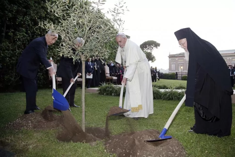 ÁRBOL DE PAZ. Abbas, Peres, Francisco y el patriarca Bartolomé plantan un olivo en los jardines del Vaticano. reuters 