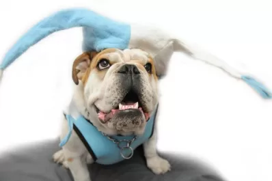 Los perros tienen su Mundial