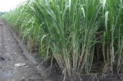 La Nación declaró la emergencia para los campos de caña de azúcar de Tucumán afectados por las heladas