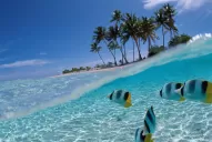 Calor caribeño para gambetear al invierno