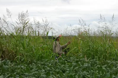 Aacrea desarrolló un mapa de influencia de las malezas