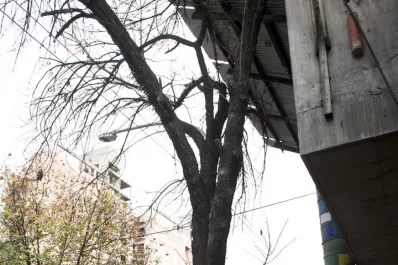 Árboles en peligro: cubren sus tazas con cemento