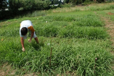 Buscan modificar la digestibilidad de pasturas