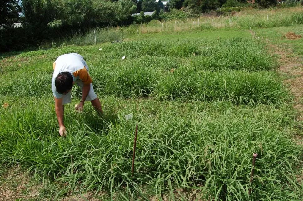 MÁS ENSAYOS. Una de las líneas de investigación busca que la pastura se adapte a diversos ambientes donde se desarrolla producción forrajera.  