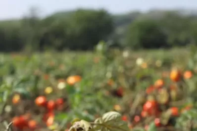 Tomates: del campo a tu cocina sin escalas
