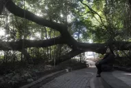 Un rincón de selva crece en el corazón de la ciudad