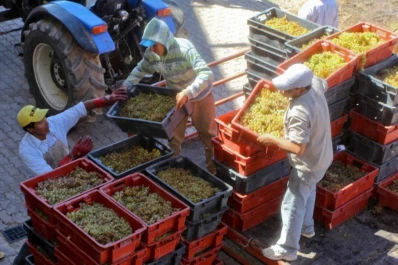 Comenzarán a producir champagne en el Valle