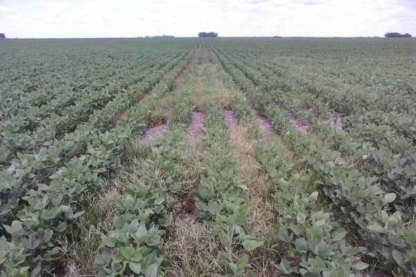 El gasto en herbicidas para soja creció un 49%