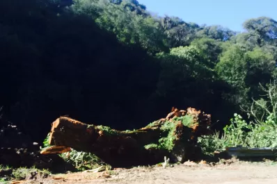 La caída de un árbol dificultó el tránsito sobre el cerro San Javier