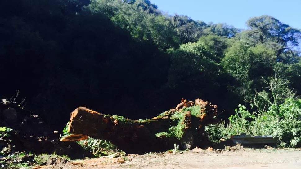 CORTADO. El camino permaneció cerrado durante casi seis horas debido al desplome de un árbol. LA GACETA / FOTO DE ROBERTO DELGADO VIA MOVIL