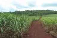 Los resultados productivos no serían los esperados