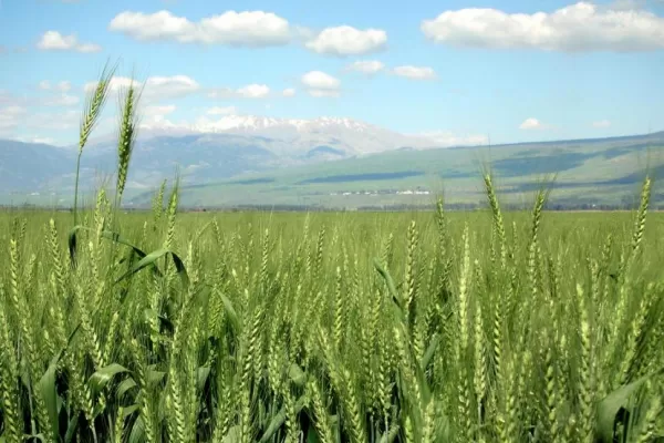 El clima afectó la siembra de trigo en el NOA
