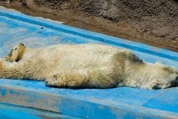 El oso polar Arturo es el animal más triste del mundo, según medios europeos