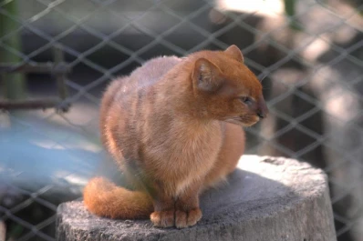 Recorré Horco Molle, pero a través de sus sonidos