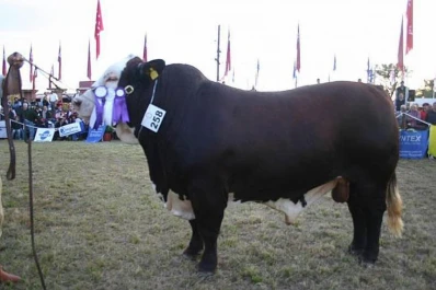 Los “toros gordos” arriesgan su fertilidad