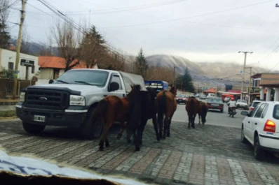 Los animales sueltos se adueñaron de las calles de Tafí