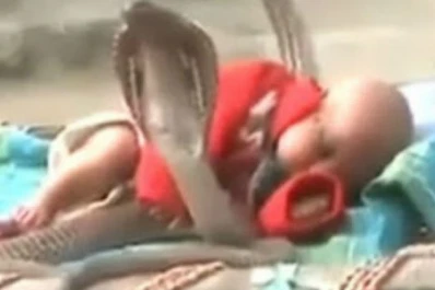 Cuatro cobras protegen a un bebé mientras duerme
