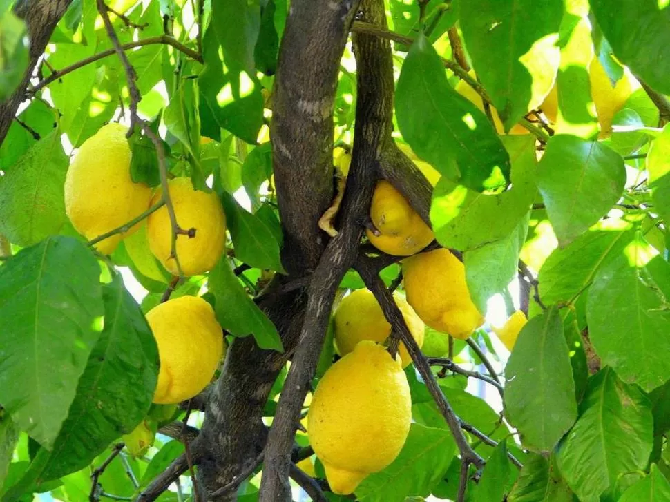 NADIE SE SALVÓ. Sánchez Loria reconoció que hubo fincas donde los limones perdieron calidad por el fuerte impacto de las inclemencias climáticas. la gaceta / archivo