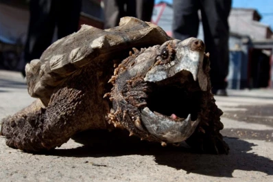 La tortuga mordedora Suárez pone en alerta a una ciudad alemana