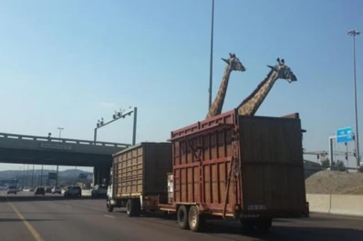 Una jirafa murió al golpear su cabeza contra un puente