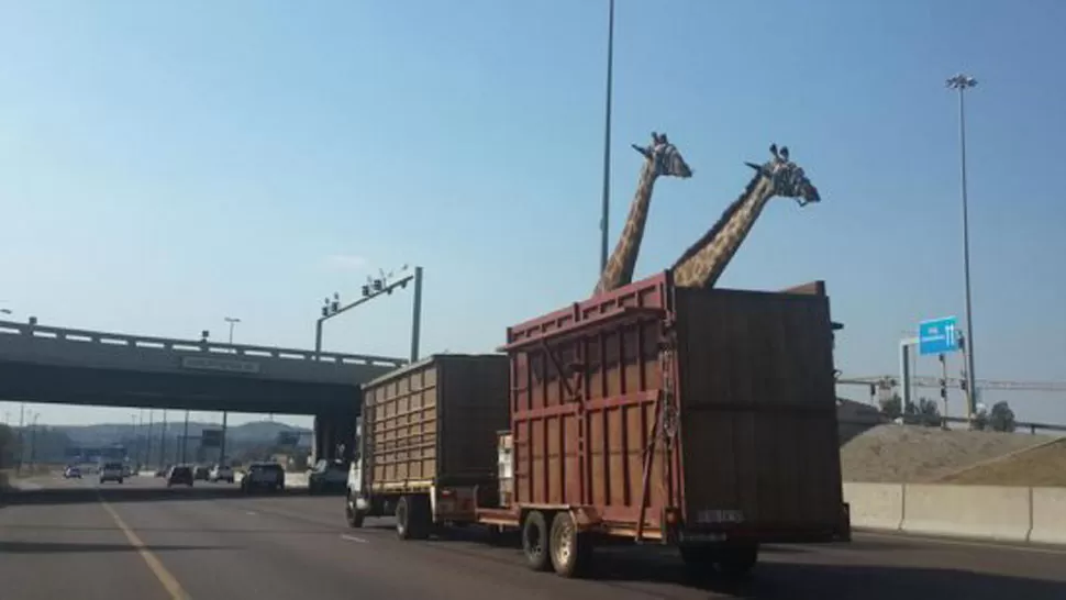 SIN SEGURIDAD. Las jirafas eran transportadas en la caja de un camión. FOTO TOMADA DE DIARIOVELOZ.COM