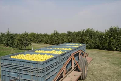 La citricultura no pasa por un buen momento