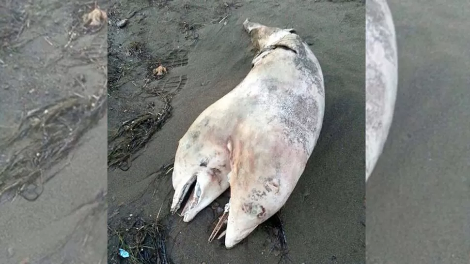 Encontraron un delfín con dos cabezas en la costa de Turquía
