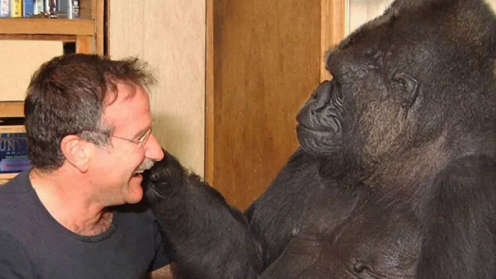TIEMPO ATRÁS. En 2001 se hicieron amigos. Fue cuando Robin Williams visitó la Fundación Gorila en California