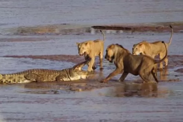 Video: tres leonas y un cocodrilo, en una pelea a todo o nada