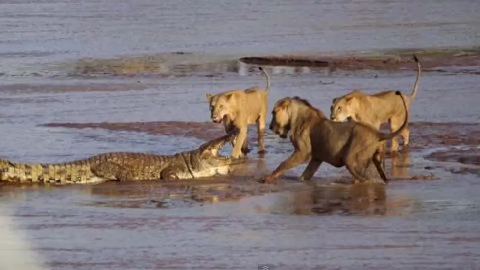 ENFRENTAMIENTO. El cocodrilo no se dejó amedrentar por las tres leonas. FOTO TOMADA DE INFOBAE.COM