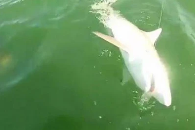 Un pez gigante devora a un tiburón de un solo bocado