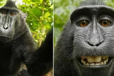 Selfie del mono: la Justicia definió quién es el dueño de la foto más famosa