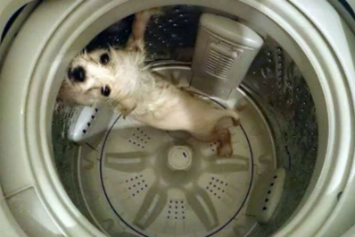 Metió a su perro en un lavarropas y murió: subió las fotos a Facebook