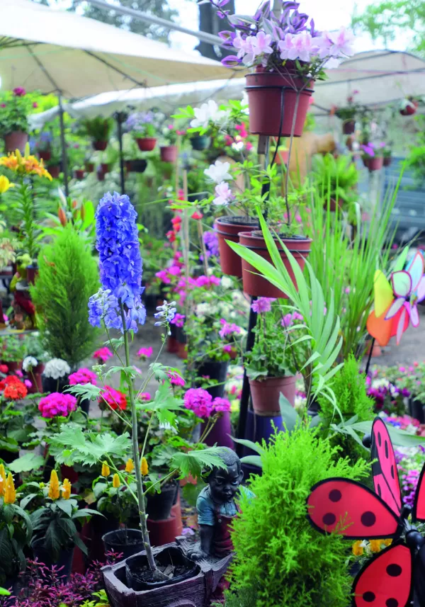 Un plantín es casi tan romántico como una rosa