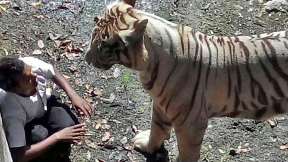 PRESA FACIL. El tigre blanco atacó por el cuello al estudiante y lo devoró en quince minutos. IMAGEN TOMADA DE MIRROR.CO.UK
