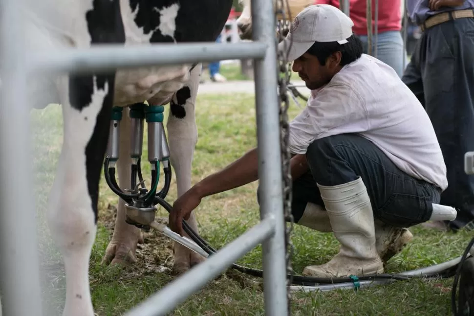 GANADERÍA. El ordeñe mecánico se realiza durante unos 10 minutos y se pueden obtener 40 litros por vaca. gentileza sociedad rural de tucumán