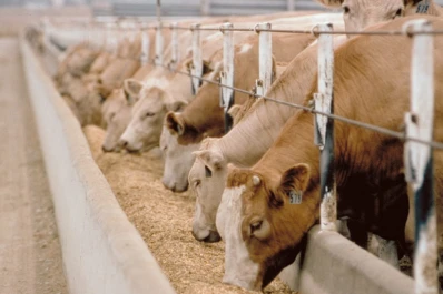 La Argentina podrá exportar carne de calidad superior a la Unión Europea