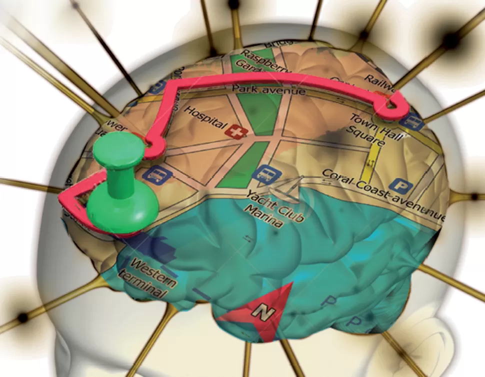 Cómo funciona el GPS del cerebro