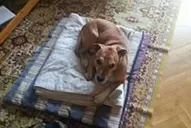 Ordenan sacrificar el perro de la enfermera contagiada con ébola